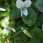 Viola blanda Flor