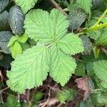 Rubus camptostachys Folha