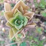 Coleus amboinicus Blatt