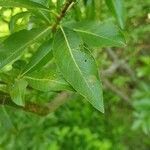 Salix gracilistyla Leaf