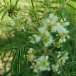 Acacia angustissima Blüte