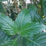 Justicia aurea Hoja