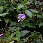 Eranthemum purpurascens Habit