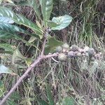 Lithocarpus elegans Fruit