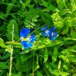 Commelina communis Цвят