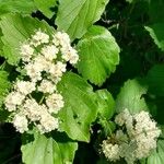 Viburnum dentatum L.Floro