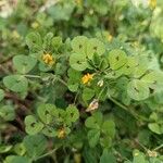 Medicago arabica Агульны выгляд