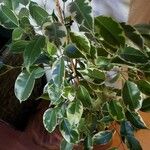 Ficus benjaminaList