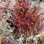 Drosera intermedia Lapas