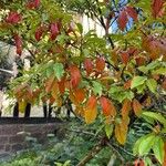 Photinia davidiana 果