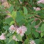 Ceanothus americanus Fulla