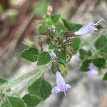 Clinopodium nepeta Květ