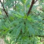 Artemisia vulgaris 葉
