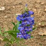 Penstemon speciosus Fiore