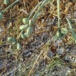 Pancratium maritimum Ffrwyth