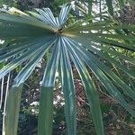 Trachycarpus fortunei Leaf