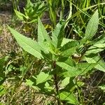 Senecio hercynicus Leaf