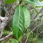 Chassalia gaertneroides Hoja