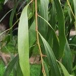 Acacia pycnantha Leaf