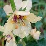 Verbascum virgatumFiore