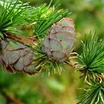 Larix kaempferi फल