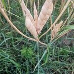 Lupinus albus Hábito