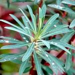 Euphorbia esula Blatt