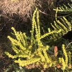 Arthrocnemum macrostachyum Likasa