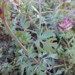 Fumaria muralis Foglia