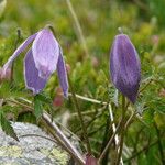 Clematis alpina Fula
