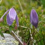 Clematis alpina 花