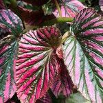 Begonia brevirimosa Leaf