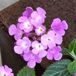 Lantana montevidensis Цвят