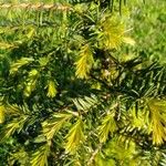 Taxus baccataBlad