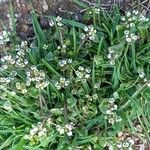 Cochlearia danica Habit