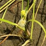 Sparganium angustifolium Flower