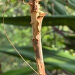 Angophora costata ᱪᱷᱟᱹᱞᱤ