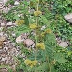 Waltheria indica عادت داشتن