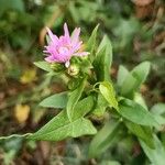 Erigeron speciosus Çiçek