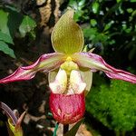 Phragmipedium longifolium Flower