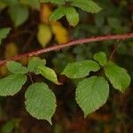 Rubus questieri 葉