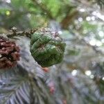 Sequoia sempervirens फल