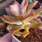 Graptopetalum pusillum