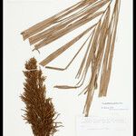 Leopoldinia pulchra Fruto
