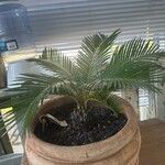 Cycas revoluta Φύλλο