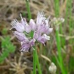 Allium lusitanicumFleur