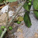 Greenwayodendron suaveolens Fruto