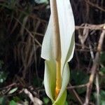 Dracunculus canariensis Floare