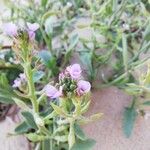 Lobularia maritimaFlower