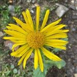 Doronicum grandiflorum ফুল